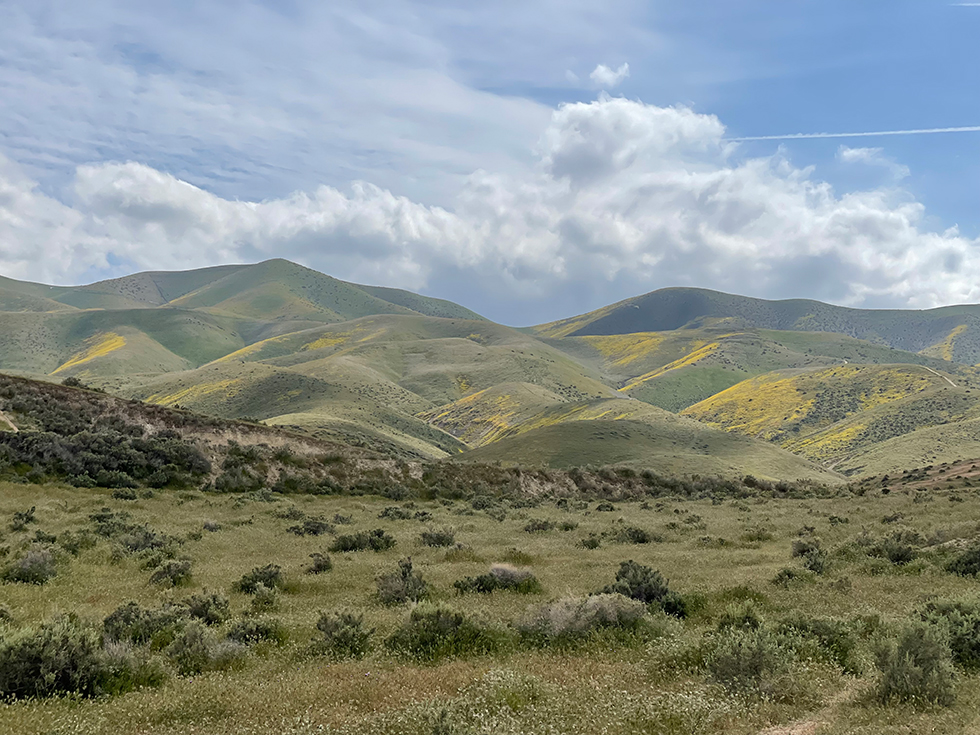 Taft Hills Super Bloom 2